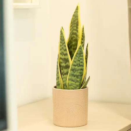 Ideal Stay: Spacious 2br Near Calea Victoriei Apartment *